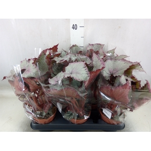 Begonia BD 'Hawaiian Silver'