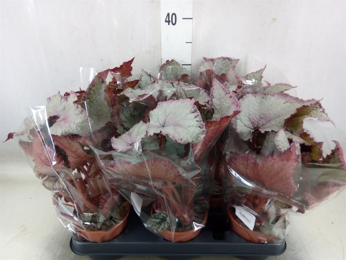<h4>Begonia BD 'Hawaiian Silver'</h4>