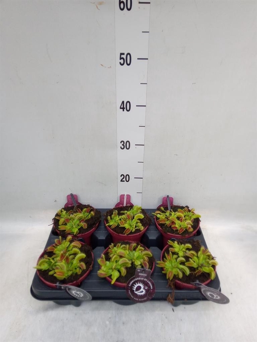 <h4>Dionaea muscipula</h4>