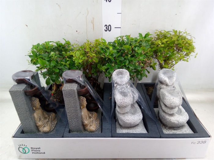 <h4>Bonsai   ...mix</h4>