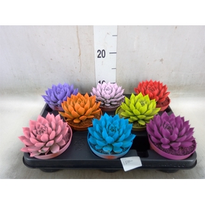 Echeveria  'Miranda'