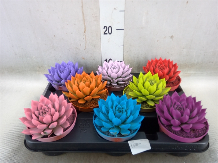 <h4>Echeveria  'Miranda'</h4>
