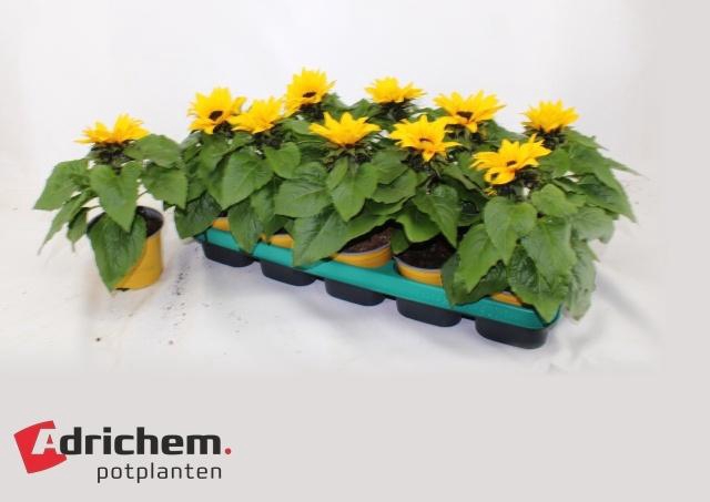 <h4>HELI SUNSATION</h4>