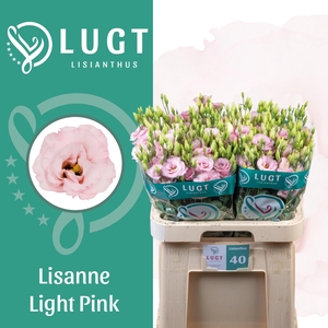Lisianthus Lisanne light pink