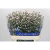 Aster Claudia