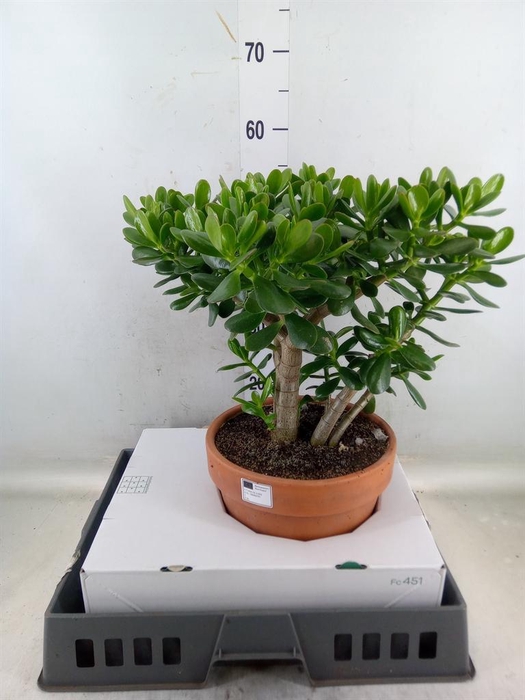 <h4>Crassula ovata</h4>
