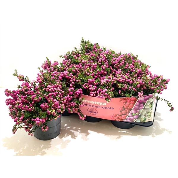 <h4>Gaultheria mucronata Roze</h4>