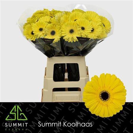 <h4>Ge Gr Don Leo</h4>