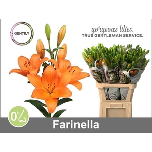 Li La Farinella