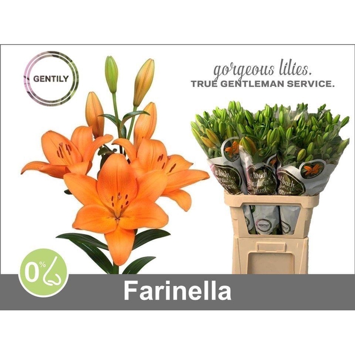 <h4>Li La Farinella</h4>