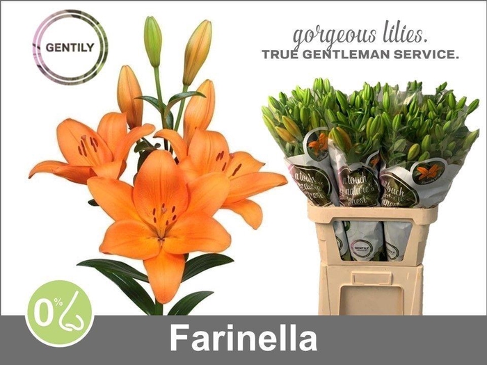 <h4>LI LA FARINELLA</h4>