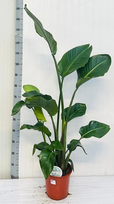 <h4>STRELITZIA NICOLAI</h4>