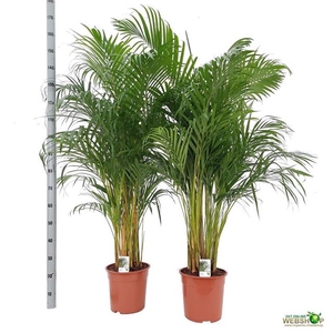 Areca lutescens 30Ø 175cm 20pp