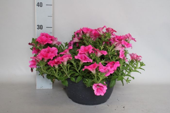 <h4>Schaal 26 Petunia Roze</h4>