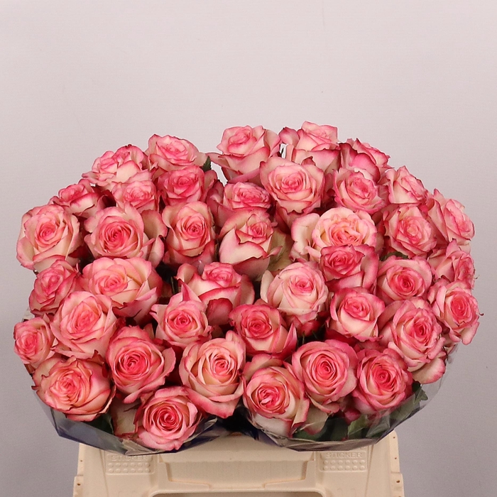 <h4>R Gr Paloma</h4>
