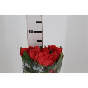 ROSA ROCKSTAR 050 CM ESTUFA