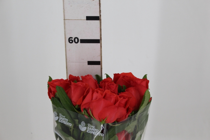 <h4>ROSA ROCKSTAR 050 CM ESTUFA</h4>