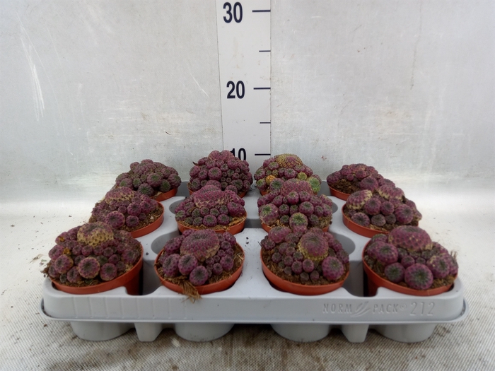 <h4>Rebutia muscula</h4>