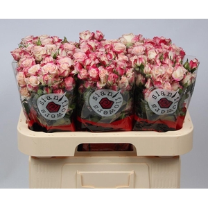 Rosa spray reflex