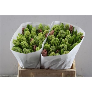 Hyac Gem 5 Kleuren