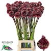 Allium Red Mohican