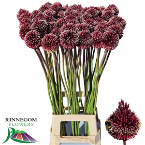 Allium Red Mohican