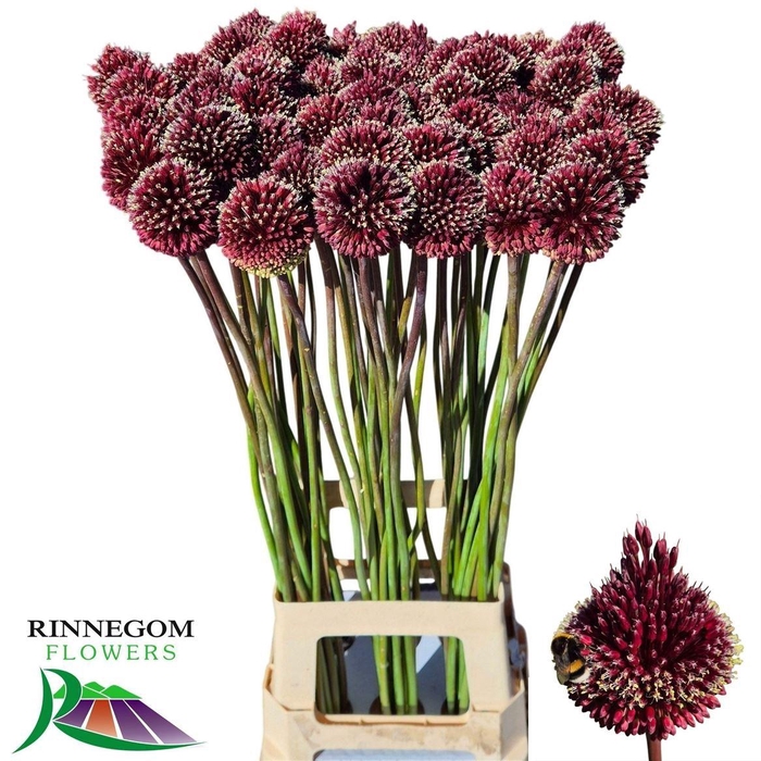 <h4>Allium Red Mohican</h4>