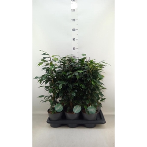 Ficus benja. 'Danielle'