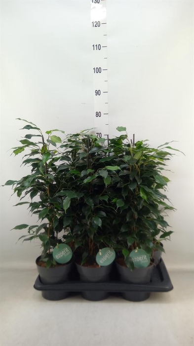 <h4>Ficus benja. 'Danielle'</h4>