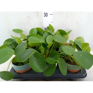 Pilea peperomoides