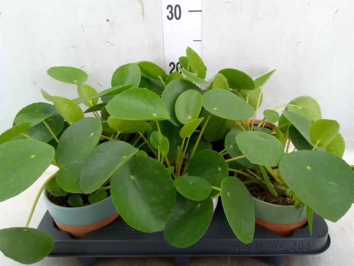 <h4>Pilea peperomoides</h4>