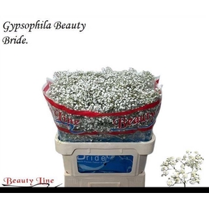 GYPS PA BEAUTY BRIDE