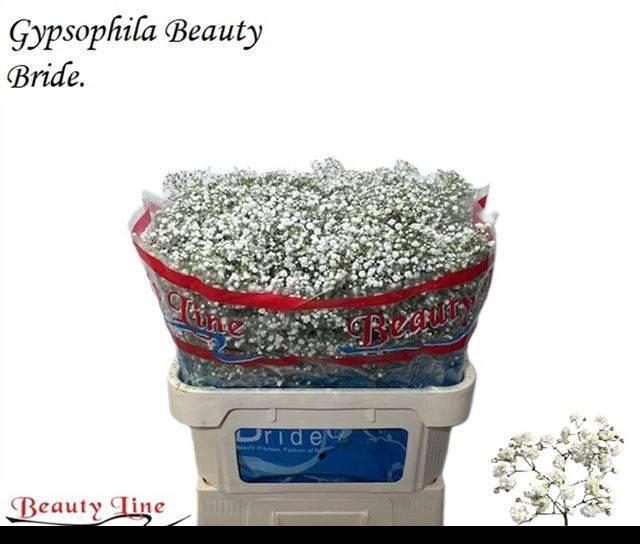 <h4>GYPS PA BEAUTY BRIDE</h4>