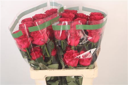 <h4>R Gr Ec Fascination</h4>