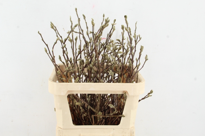 <h4>MAGNOLIA STER WIT PER STEM 080CM</h4>