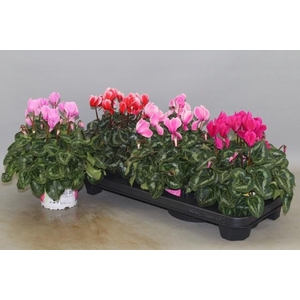 CYCL GR SUP XL