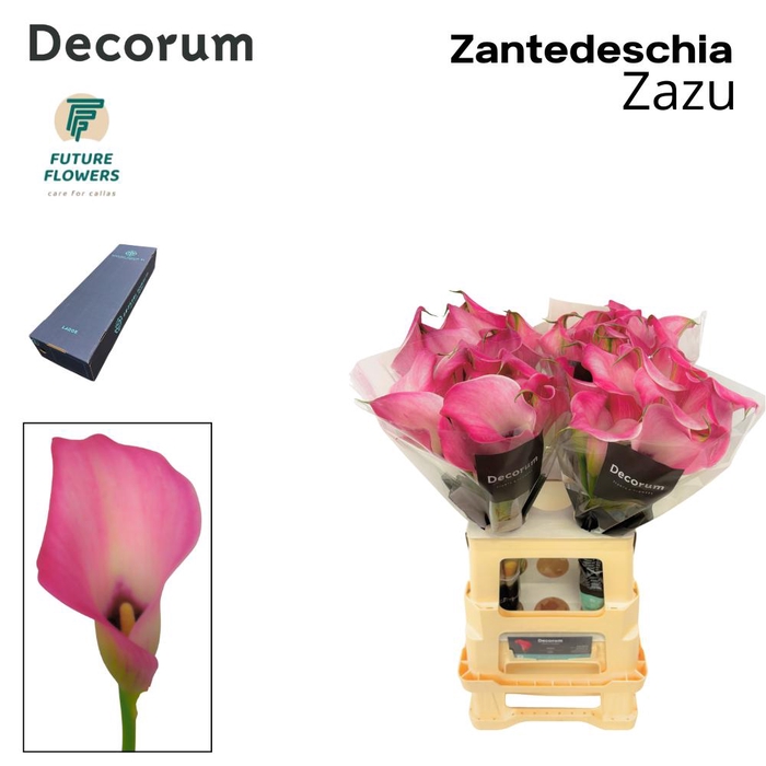 <h4>ZANT ZAZU LARGE 65 CM</h4>