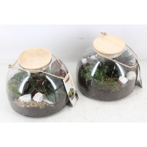 arr2 MB - Terrarium glas cupola x2