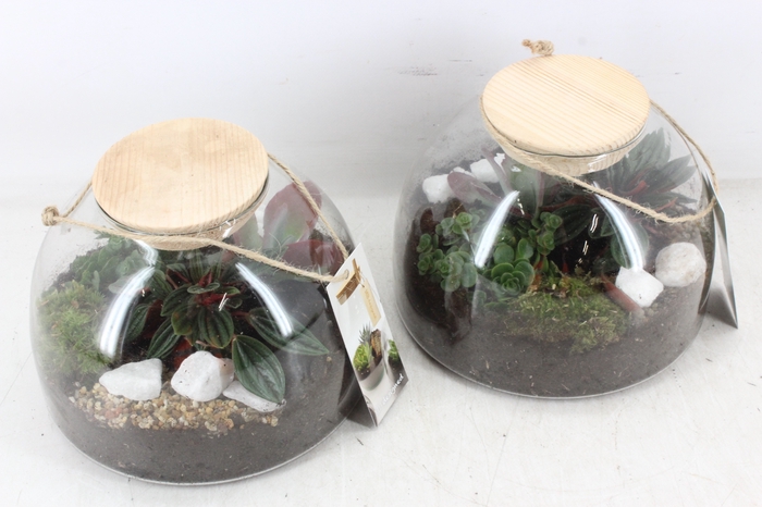 <h4>arr2 MB - Terrarium glas cupola x2</h4>