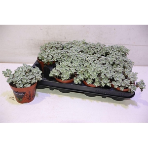 Sedum Sp Cape Blanco