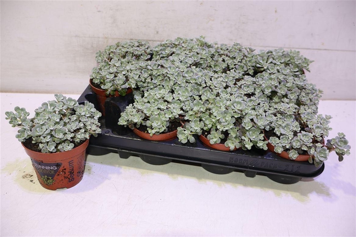 <h4>arr8 Sedum Sp Cape Blanco</h4>