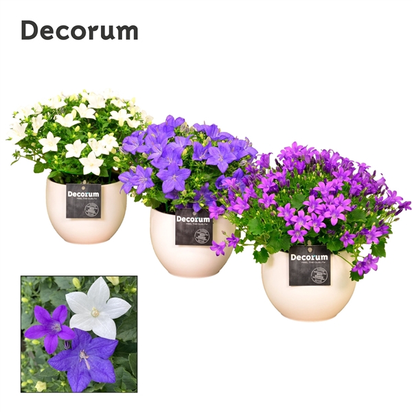 <h4>Campanula Mix Decorum Melanie</h4>