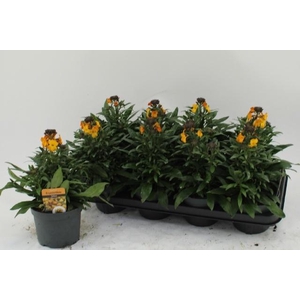 ERYS FRAGRA SUNSHINE