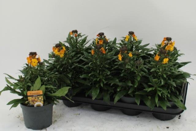 <h4>ERYS FRAGRA SUNSHINE</h4>