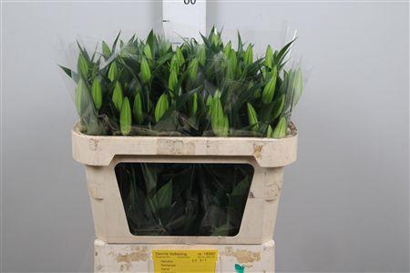 <h4>Li Or Helvetia</h4>