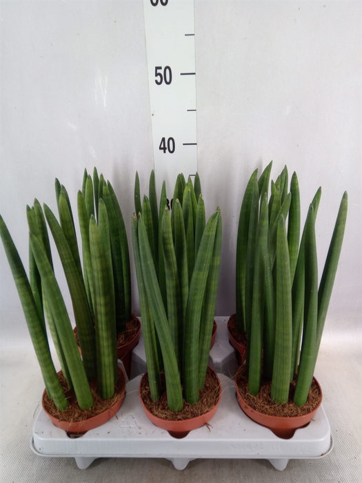 <h4>Sansevieria cyl.  ...</h4>