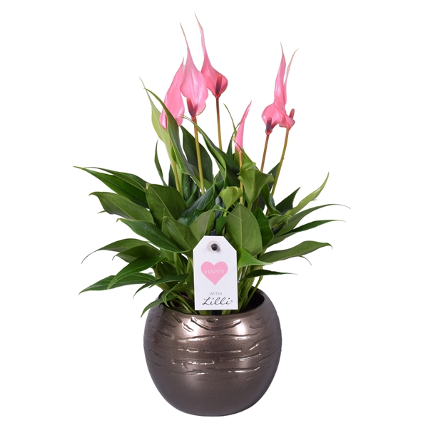 <h4>Anthurium Lilli in bolpot goud</h4>