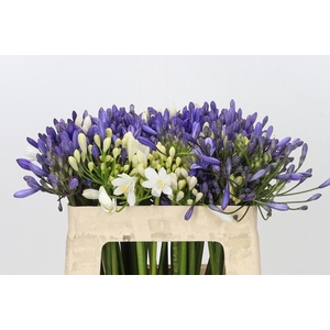 Agapanthus Mix