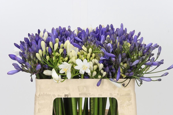 <h4>Agapanthus Mix</h4>