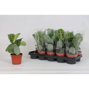 MARANTA KERCHOVEANA